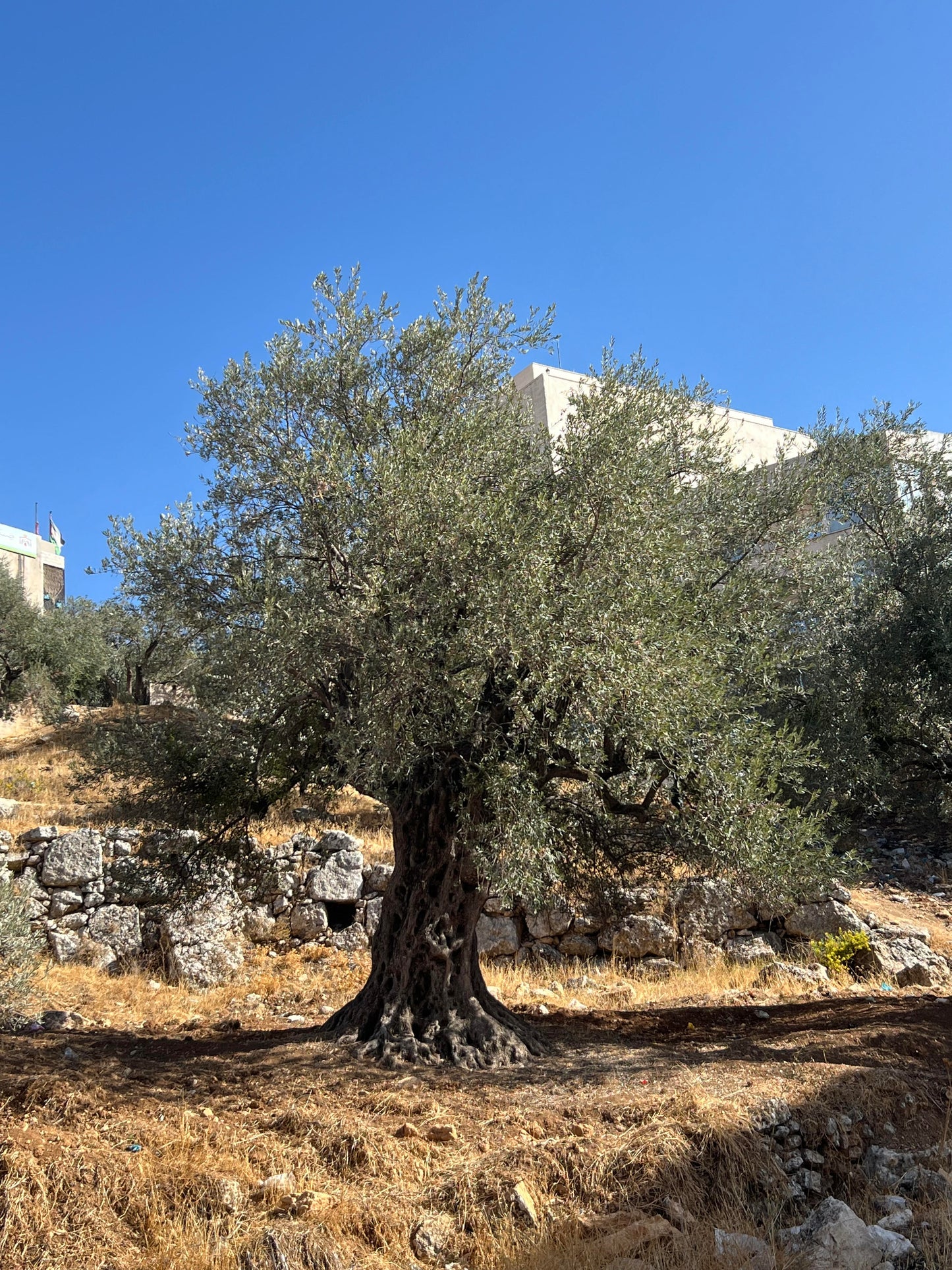 Old olive tree in Jordanian olive grove, representing Levant Liquid Gold's cold-pressed extra virgin olive oil from Ajloun.