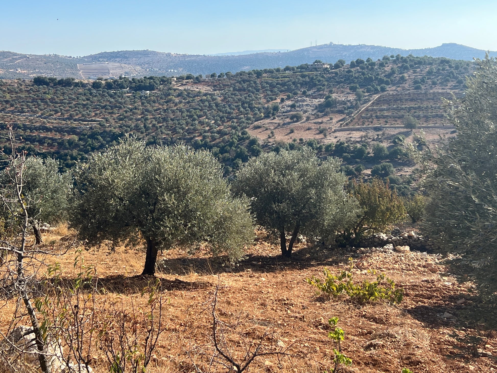 Levant Liquid Gold Jordanian extra virgin olive oil 100mL bottle, cold pressed organic EVOO from Ajloun Jordan, shown in the image.